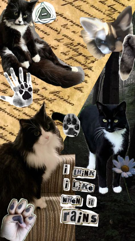 Tuxedo Cat Wallpaper, Therian Wallpaper, Cat Therian, Tuxedo Cat, You Want Me, Cat Wallpaper, 3 In One, Are You The One, Collage