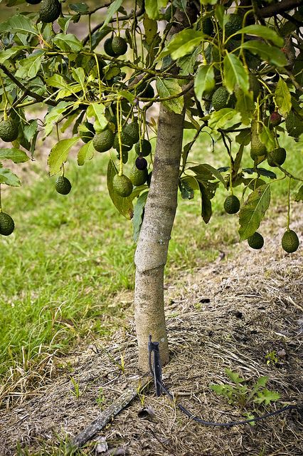 Avocado Tree Backyard, Indoor Avocado Tree, Avocado Tree Care, Hass Avocado Tree, Avocado Trees, Fruit Growing, Tropical Greenhouses, Avocado Plant, Grow Avocado