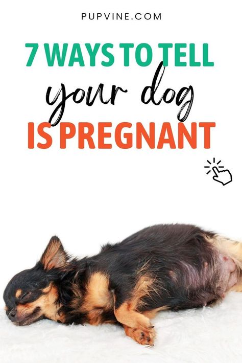 How to tell if your dog is pregnant? Everything you need to know about the signs and the ways of finding out about pregnancy is one click away. Dog Breeding Business, Eating Less, Pregnant Dog, About Pregnancy, Dog Health Tips, Pregnancy Signs, Dog Care Tips, Dog Signs, Dog Eating