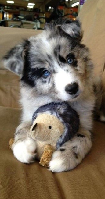 I Wish I Had, A Puppy, Australian Shepherd, Teddy Bear, Puppies, Blue