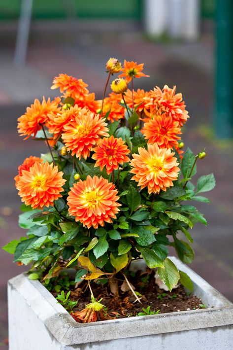 Growing Dahlias in Pots – 8 Secrets to Success How To Grow Dahlias In Pots, Dahlia In Containers, Dahlia In Pots Container Garden, Dahlia Container Ideas, Dahlia Planter Ideas, Dahlia In Pots, Dahlias In Containers, Dahlias In Pots, Dahlia Flower Garden