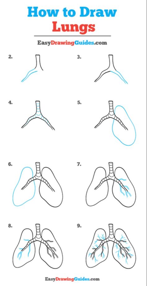 How To Draw Lungs, Lung Drawing, Lungs Drawing, Heart Diagram, Doctor Drawing, Art Classroom Management, Safety And First Aid, Medical Knowledge, Lungs