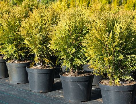 Thuja Occidentalis Guide: How to Grow & Care for “Northern White Cedar” Northern White Cedar, Arborvitae Tree, Thuja Occidentalis, Conifer Trees, White Cedar, Cedar Trees, Ornamental Trees, Evergreen Trees, Growing Seeds