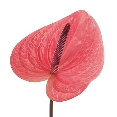 Anthurium Varieties, Pink Anthurium, Dutch Flowers, Anthurium Flower, Flamingo Flower, April Flowers, Flower Guide, Flower Bucket, Florist Supplies