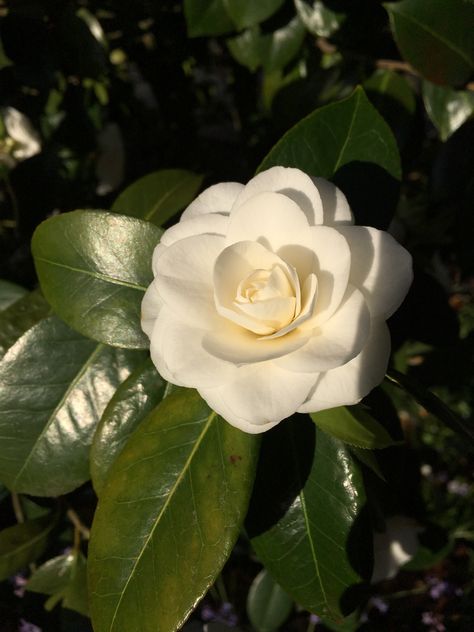 My favorite Camellia White Camellia Flower, Camellia Flowers, White Camellia, Camellia Flower, White Roses, Art Inspo, My Favorite, Roses, Plants