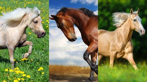 Horses represent inner strength and are a driving force of life. Do you know which kind of horse gallops within your veins? Take our quiz to find out! Horse Quizzes, Horse Hacks, Buckle Bunny, Beachfront House, Track Meet, Horse Galloping, Your Spirit Animal, Fun Quiz, Driving Force