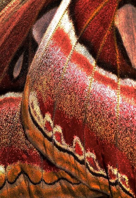 Messy Aesthetic, Patterns In Nature, Color Textures, Butterfly Wings, Textures Patterns, Pretty Pictures, Design Inspo, Aesthetic Art, Art Wallpaper