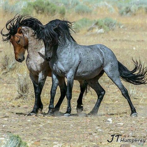 Lippizaner, Mustang Horse, Wild Mustangs, Most Beautiful Horses, Majestic Horse, Horse Crazy, Pretty Animals, Wild Horse, Cute Horses