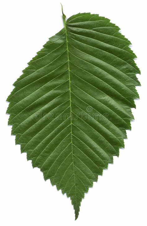 Elm Tree Leaves, American Elm Tree, Elm Leaf, Leaf Tattoo, Tree Background, Elm Tree, Leaf Images, Printable Templates, Year 1