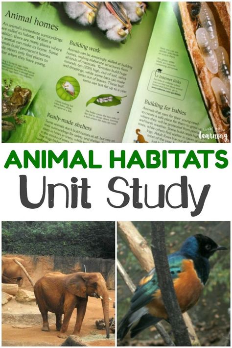 Science Unit Studies, Animal Homes, Animal Habitat, Unit Studies Homeschool, Homeschool Elementary, Animal Study, Unit Studies, Animal Science, Science Units