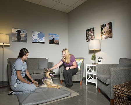 Comfort Rooms Ideas, Veterinary Storage, Vet Reception, Vet Office Decor, Consultation Room, Veterinary Office, Hospital Ideas, Future Veterinarian, Vet Practice