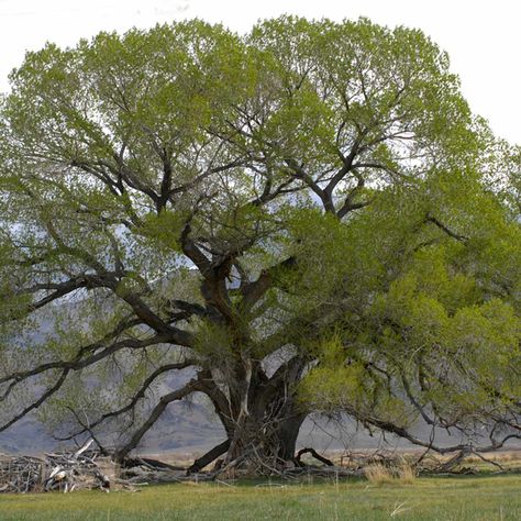 15 Trees You Should Never Grow in Your Yard | Family Handyman Silver Maple Tree, Paver Path, Log Planter, Landscaping Around Trees, Famous Trees, Garden Pathways, Leyland Cypress, Wood Workshop, Australian House