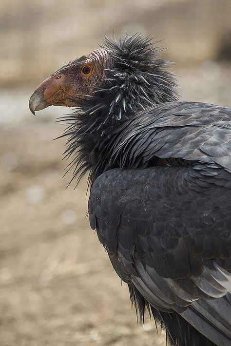 California condors rock the messy/ruffled look. Silly Birds, California Condor, Interesting Creatures, Ugly Animals, Vulture Culture, Animal References, Safari Park, San Diego Zoo, Wildlife Conservation