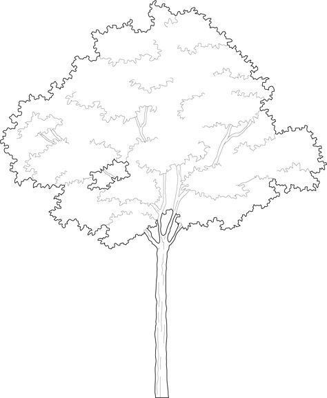 Tree Elevation Architecture Photoshop, Autocad Trees, Tree Dwg, Trees Outline, Tree Vector Png, Bush Drawing, Tree Line Drawing, Architectural Trees, Silhouette Architecture