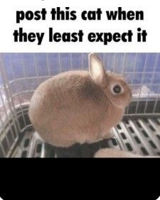 Fairy Skirt, Silly Cats Pictures, Bunny Pictures, Clean Humor, Silly Images, Funny Bunnies, Silly Animals, Silly Cats, Animal Memes