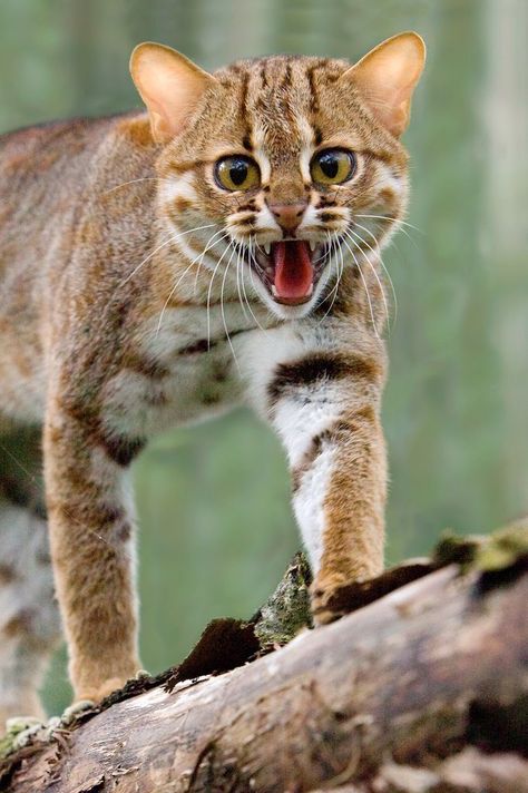 Rusty Spotted Cat, Cat Stock Photo, Cat Therian, Cat References, Small Wild Cats, Sand Cat, Spotted Cat, Cat Reference, Cat Stock