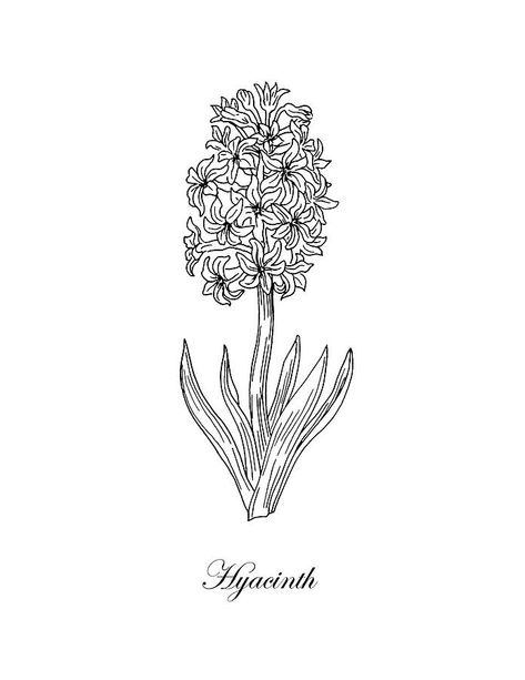 Hyacinth Drawing, Hyacinth Tattoo, Hyacinth Flower, Botanical Inspiration, Project Abstract, Drawing Black And White, Black And White Art Print, Botanical Drawing, White Art Print