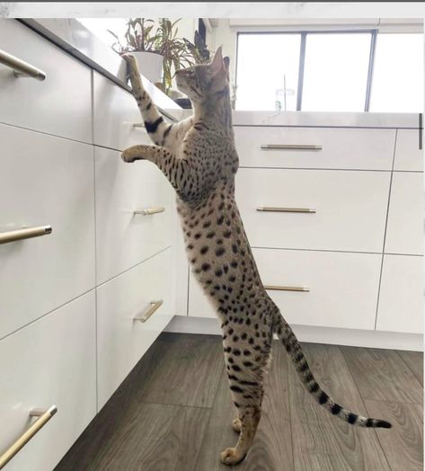 Large F2 Savannah Cat at Luxury Savannahs luxurysavannahs.com F3 Savannah Cat, King Charles Cocker Spaniel, Savannah Cats, Future Board, Turkish Angora, F2 Savannah Cat, Dream's Cat, American Pitbull, Savannah Cat