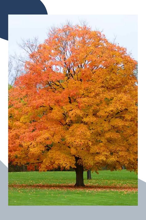 Maple trees are a beloved fixture in landscapes around the world, known for their stunning fall foliage and distinctive leaves. Understanding their origins, identifying different species, and knowing how to care for them can enhance your appreciation and success in growing these trees. This article delves into the history of maple trees, offers tips on identifying various types, and provides a comprehensive care guide to keep your maples healthy and vibrant. Canadian Maple Tree, Types Of Maple Trees, Korean Maple Tree, Maple Trees, Amur Maple, Maple Tree Seeds, Tree Identification, Acer Palmatum, Sugar Maple