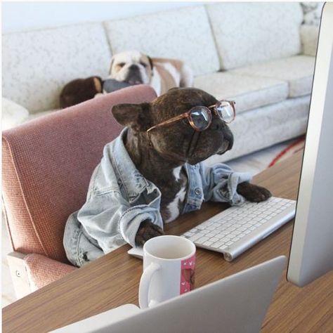 Social media has changed jobs forever and an influencer is now one of the biggest jobs out there Dog Christmas Photos, Dog Portraits Art, Office Dog, Funny Dog Photos, Crazy Dog Lady, Dog Projects, Dog Door, Portraits From Photos, Cat Portraits