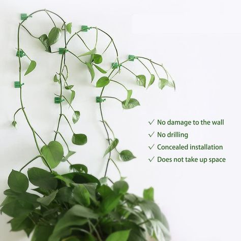 Wall Clips, Plant Clips, Support Plante, Leaf Plant, White Plants, Tomato Vegetable, Light Clips, Trailing Plants, Plant Supports