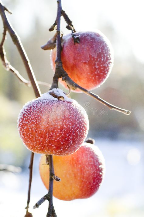 Frozen winter apples. Hanging in a tree , #AFF, #winter, #Frozen, #apples, #tree, #Hanging #ad Freezing Apples, Apple Stock, Baby Diy Projects, Ice Plant, Frozen In Time, Christmas Gif, Apple Tree, Illustrations And Posters, Porcelain Painting