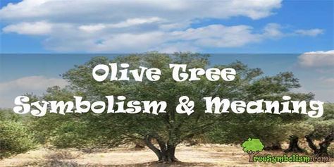 The olive tree is a symbol of longevity, perseverance, peace, healthiness, growth, and lots more and it has the ability to survive in droughts and it can even germinate in soils that may look unfavorable for normal plants. Olive Tree Symbolism, Tree Symbolism, Tree Meanings, Symbolism Meaning, Olive Plant, Symbolic Representation, Drought Resistant, Magnolia Trees, Biblical Inspiration