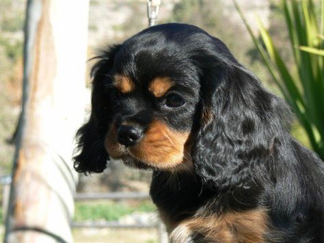 Black & Tan Cavalier pup Cavalier King Charles Spaniel Blenheim, Elvis Tcb, Cavalier Spaniel Puppy, Cavalier King Spaniel, King Spaniel, Spaniel Breeds, Cavalier Puppy, Cavalier King Charles Dog, King Charles Dog