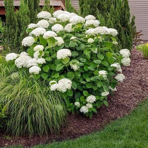 Amazon.com : Brighter Blooms - Annabelle Hydrangea Shrub, 1 Qt. - No Shipping to AZ : Patio, Lawn & Garden Annabelle Hydrangea, Hydrangea Shrub, Lawn Garden, Hydrangea, Lawn, Patio, Patios