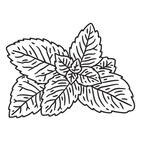 Mint plant leaves stroke PNG Design Pepermint Plant, Tomato Plant Drawing, Mint Plant, Mint Plants, Plant Drawing, Plant Lighting, Tomato Plants, Environmental Graphics, Vector Artwork