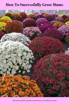 How To Successfully Grow Mums Chrysanthemum Growing, Hardy Mums, Lantana Plant, Planting Mums, Garden Mum, Fall Mums, Mums Flowers, Shade Flowers, Garden Shrubs