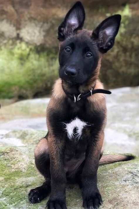 Belgian Malinois Puppies, Malinois Puppies, Belgian Malinois Dog, Malinois Dog, Dog Baby, Downward Dog, Belgian Malinois, Cute Dogs And Puppies, Baby Dogs