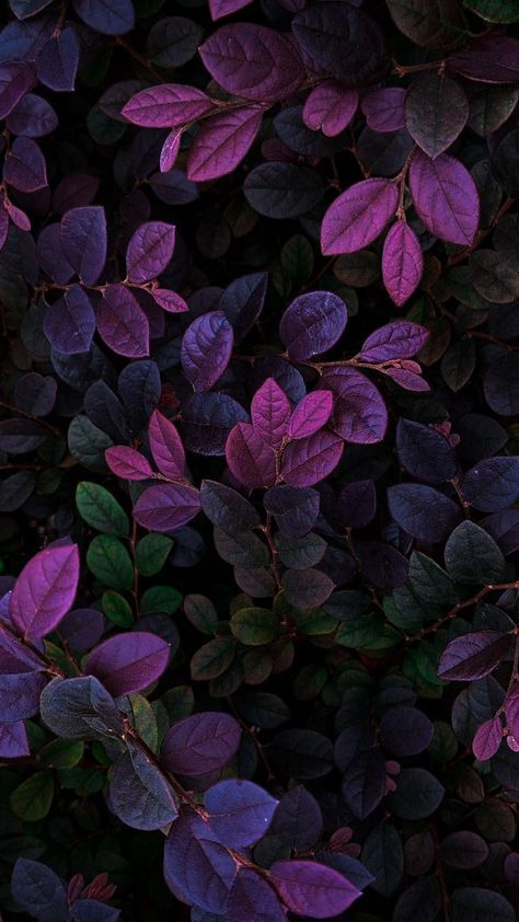 Leaves Wallpaper Iphone, New Nature Wallpaper, Fall Purple, Dark Purple Flowers, Geometry In Nature, Goth Garden, Nature Photography Flowers, Wallpaper Earth, Iphone Wallpaper Images