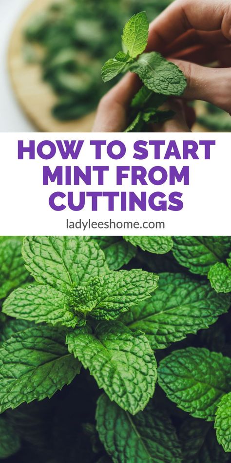 How To Propagate Mint, Grow Mint From Clippings, How To Propagate Mint From Cuttings, Propagating Mint, Mint Growing, How To Harvest Mint, Propagate Mint, Mint Plant Care, Mint Herb