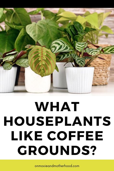 12 Houseplants That Like Coffee Grounds + How to Use - On Moxie and Motherhood Leftover Coffee Grounds, Coffee Grounds For Plants, Homemade Plant Fertilizer, Coffee Grounds As Fertilizer, Natural Plant Fertilizer, Leftover Coffee, Grafting Plants, Household Plants, Plant Care Houseplant