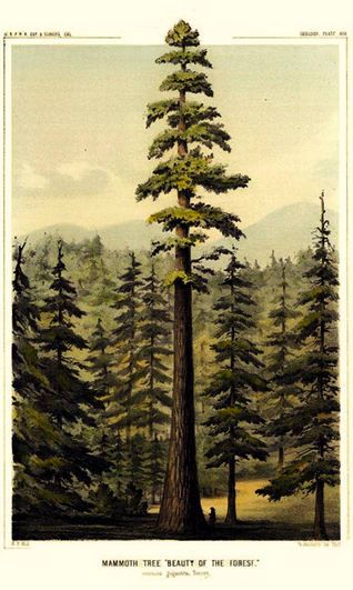 Sequoiadendron Giganteum, Piskel Art, Sequoia Tree, Arte Peculiar, Postal Vintage, Redwood Tree, Illustration Botanique, Nature Posters, Salou