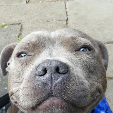 Blue Staffy Aesthetic, Grey Staffy, Blue Staff, Staffie Puppies, Staffy Puppies, Blue Staffy Puppy, Blue Staffy, Staffy Dog, Cutee Animals