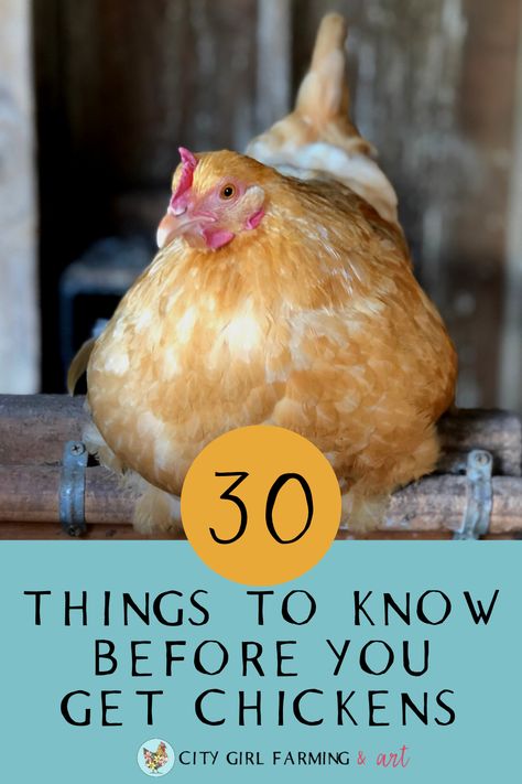 Chickens Around Garden, How To Have Chickens For Eggs, 1st Time Chicken Owner, New Chicken Owners, Getting Chickens For The First Time, Best Chickens For Beginners, Best Chickens For Kids, Chicken Raising Tips, Having Chickens For Beginners