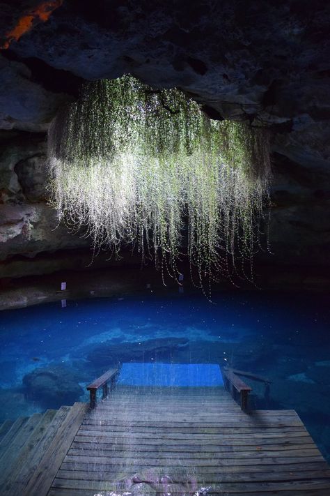 1. Devil's Den, Williston Gods Masterpiece, Enchanting Places, Nature Wonders, Florida Attractions, Places Worth Visiting, Places In Florida, Road Trip Fun, Florida Travel, Magical Places