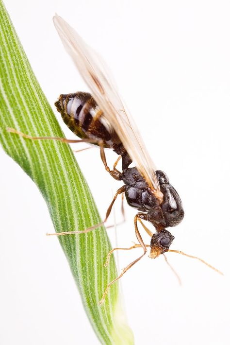 A black garden ant queen. Bald Caps, Queen Ant, Black Garden, Life Form, Rock Painting, Ants, Insects, Queen, Quick Saves