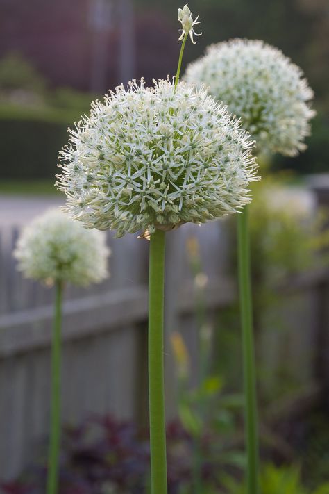 Allium Bulbs | Mount Everest. Bloom Time: Very Late Allium Mt Everest, Mount Everest Allium, Allium Mount Everest, White Allium, Allium Bulbs, Garden List, Crocus Bulbs, Fall Planting, Planting Tools