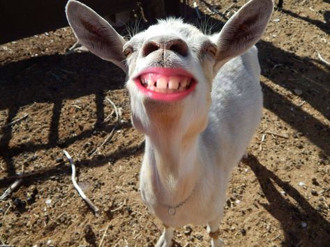 Goat Smiling, Funny Goat Pictures, Goat Pictures, Goat Picture, Funny Animal Fails, Cute Animals With Funny Captions, Smiling Animals, Funny Goat, Animal Fails