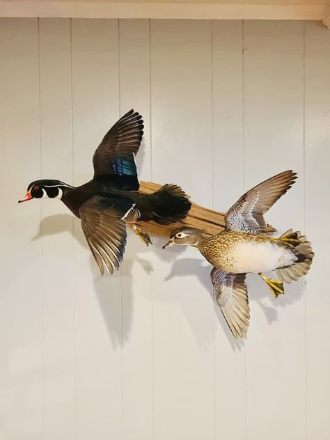 Duck Taxidermy Mounts, Wood Duck Mounts, Duck Taxidermy, Duck Mounts, Waterfowl Taxidermy, Duck Mount, Animal Mounts, Bird Taxidermy, Deer Antler Decor