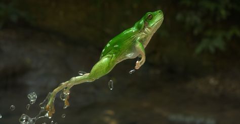 Frog Reference, Creature Anatomy, Frog Jumping, Leaping Frog, Bottles Decoration Wedding, Frog Sketch, Biology Textbook, Green Tree Frog, Frog Costume