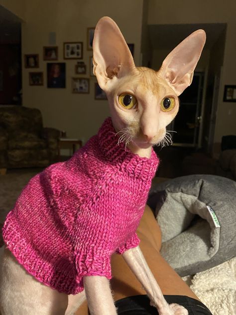 Cute Cornish Rex Sweater Cornish Rex Cats, Cornish Rex Kitten, Silly Kitties, Cat Illustrations, Dream's Cat, Cornish Rex, Rex Cat, Crazy Hats, Devon Rex