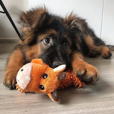 Baby German Shepherds, Dog Personality, Super Cute Puppies, Cute Dog Pictures, Cute Little Puppies, Cute Dogs And Puppies, Shepherd Puppies, Cute Animal Photos