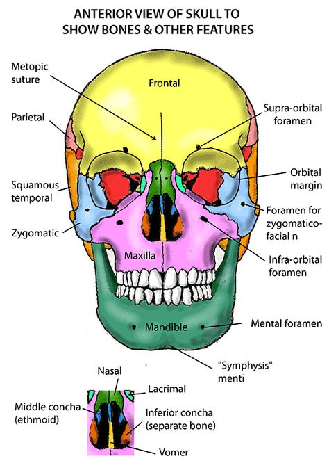 Instant Anatomy - Head and Neck - Areas/Organs - Skull - Anterior view of skull Face Bones Anatomy, Human Skull Diagram, Skull Xray Anatomy, The Skull Anatomy, Skull Bones Anatomy, Skull Diagram, Bones Of The Head, Nursing Anatomy, Human Skull Anatomy