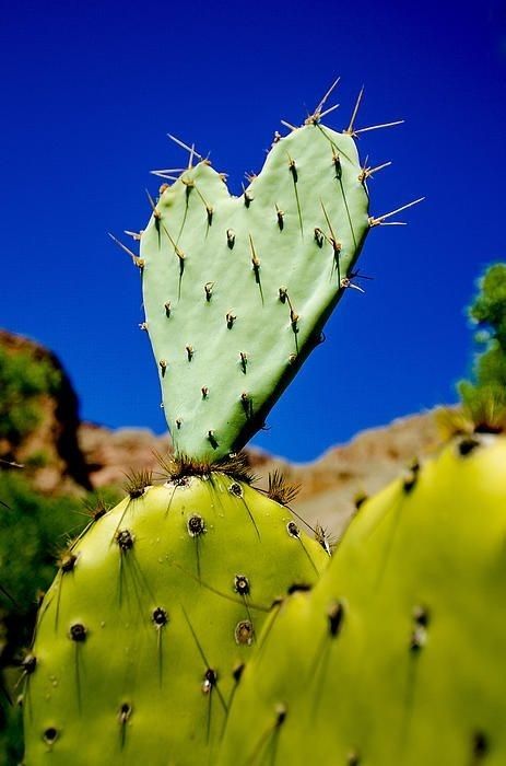 Cactus Heart, Heart Nature, Steve Williams, Cactus Photography, Heart In Nature, Street Painting, Prickly Pear Cactus, Scenic Photography, I Love Heart