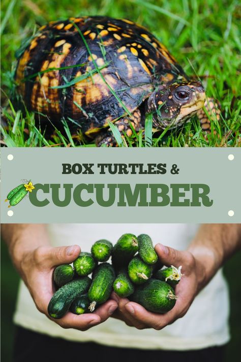 The box turtle diet! Are cucumbers a major part of the box turtle diet and approved food list? This blog post covers all the details of feeding box turtles cucumber. Three Toed Box Turtle, Box Turtle Diet, Box Turtle Food, Box Turtle Habitat, Box Turtles, Eastern Box Turtle, Mushroom Broccoli, Low Maintenance Pets, Turtle Habitat