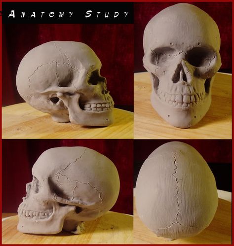 skull anatomy Cranium Anatomy, How To Make Skull From Clay, How To Make A Skull Out Of Clay, Skull Sculpture Tutorial, Skull Clay Art, Air Dry Clay Skull, Skull Out Of Clay, Clay Bones Sculpture, Skull Ceramics